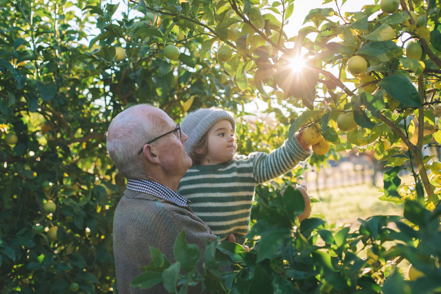Grandfather and grandchild picking apples in an orchard